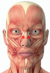 Face under skin nasalis 2